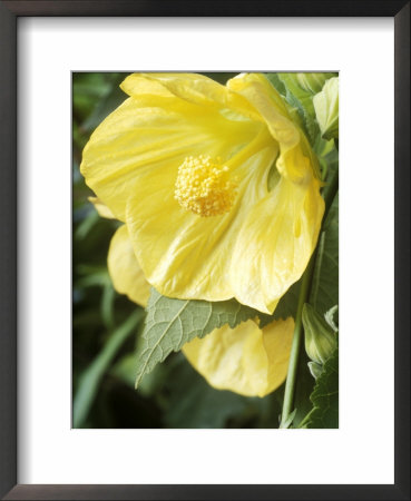 Abutilon (Lemon Queen) by Chris Burrows Pricing Limited Edition Print image