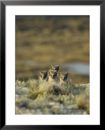 Young Arctic Foxes On A Hillside Above Cambridge Bay by Norbert Rosing Pricing Limited Edition Print image