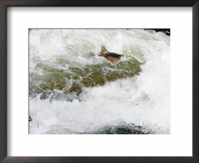 Rainbow Trout, Jumping Falls, Swimming Upriver To Return To Spawning Area, Willoughby River, Usa by Robert Servranckx Pricing Limited Edition Print image