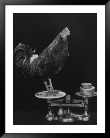 Gamecock Being Weighed Before A Fight by Gjon Mili Pricing Limited Edition Print image