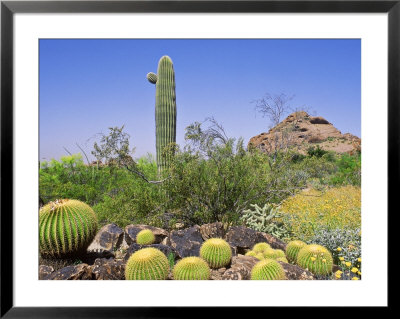 Desert Landscape & Cacti Desert Botanical Garden, Phoenix Usa by Martine Mouchy Pricing Limited Edition Print image