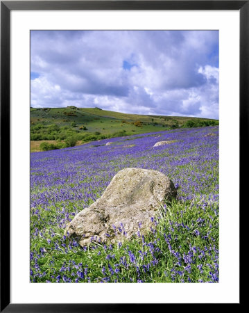 Bluebells In Open Pasture, Halwell Lawn, Devon, Uk by David Clapp Pricing Limited Edition Print image
