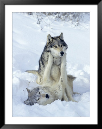 Gray Wolves, Show Of Dominance Among Pack, Montana by Daniel Cox Pricing Limited Edition Print image