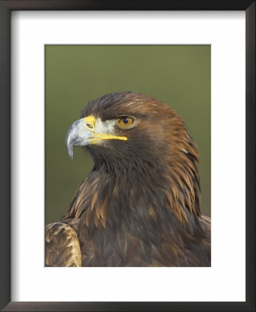 Golden Eagle (Aquila Chrysaetos) Adult Portrait, Cairngorms National Park, Scotland, Uk by Pete Cairns Pricing Limited Edition Print image