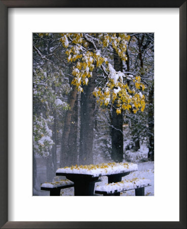 Outdoor Picnic Table Laden With Snow And Leaves, Waterton Lakes National Park, Alberta, Canada by Lawrence Worcester Pricing Limited Edition Print image