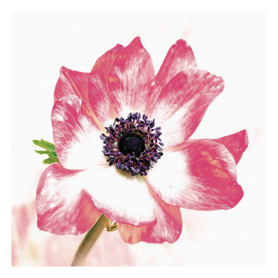 Poppy Ii by Sophia Davidson Pricing Limited Edition Print image