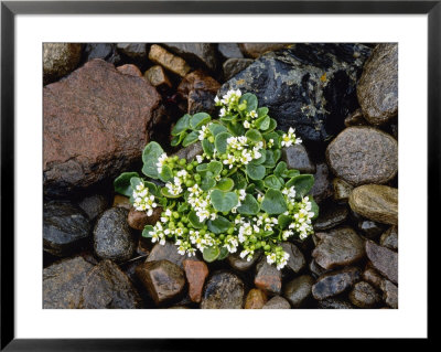 Common-Scurvy Grass, Lochalsh, Scotland by Iain Sarjeant Pricing Limited Edition Print image