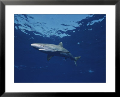 Close View Of A Silky Shark by Brian J. Skerry Pricing Limited Edition Print image
