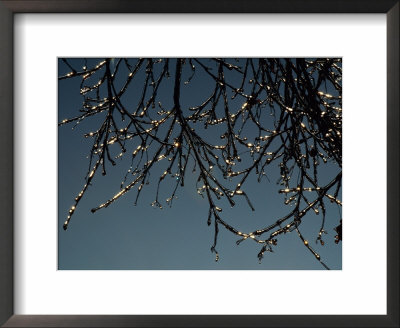 Tree Branches Covered In Icicles by Scott Sroka Pricing Limited Edition Print image