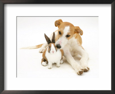 Lurcher Sniffing Fawn Dutch Rabbit by Jane Burton Pricing Limited Edition Print image