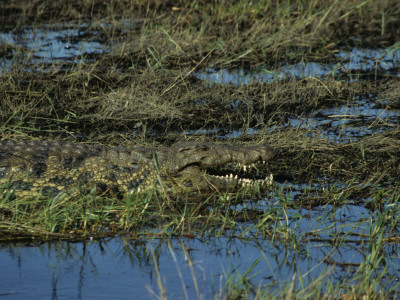 Camouflaged Crocodile Of Chobe National Park Resting In The Grass Along The Chobe River by Daniel Dietrich Pricing Limited Edition Print image