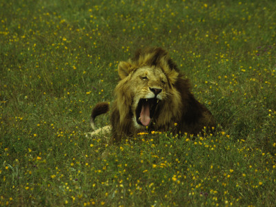 Yawning Male Lion Amongst Yellow Flowers In The Ngorongoro Crater, Tanzania by Daniel Dietrich Pricing Limited Edition Print image