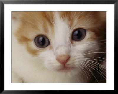 A Close View Of A Cat by Michael Nichols Pricing Limited Edition Print image