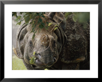 A Docile Looking Indian Rhino Chews On A Few Leaves by Vlad Kharitonov Pricing Limited Edition Print image