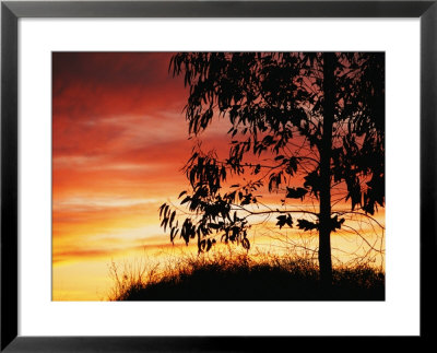 A Bright Red, Orange And Yellow Sunset Silhouettes A Tree In Nipomo by Marc Moritsch Pricing Limited Edition Print image