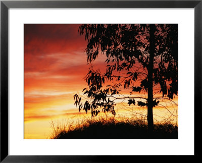 A Bright Red, Orange And Yellow Sunset Silhouettes A Tree In Nipomo by Marc Moritsch Pricing Limited Edition Print image