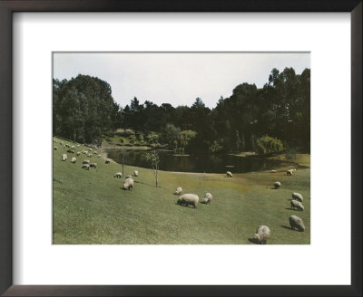Sheep Grazing In Golden Gate Park In San Francisco by Charles Martin Pricing Limited Edition Print image