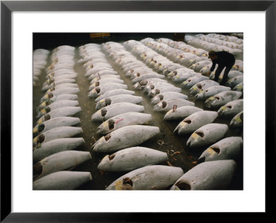 Rows Of Shark Carcasses Getting Prepared To Be Auctioned Off At A Tokyo Fishmarket by Paul Chesley Pricing Limited Edition Print image