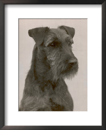 Jester The Head Of A Welsh Terrier by Thomas Fall Pricing Limited Edition Print image