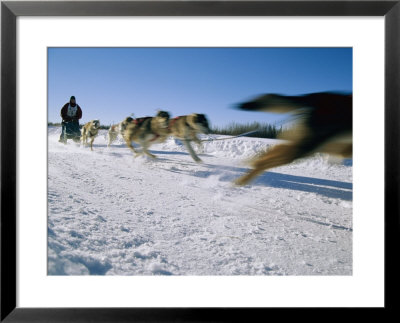A Dogsled Team Whizzes Past The Camera During A Race Along Chena Lake by Maria Stenzel Pricing Limited Edition Print image