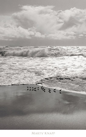 Shorebirds, Point Reyes by Marty Knapp Pricing Limited Edition Print image