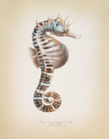 Potbelly Seahorse by Richard Van Genderen Pricing Limited Edition Print image