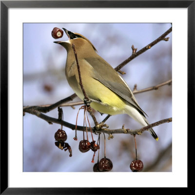 A Cedar Waxwing Tosses Up A Fruit From A Flowering Crab Tree, Freeport, Maine, January 23, 2007 by Robert F. Bukaty Pricing Limited Edition Print image