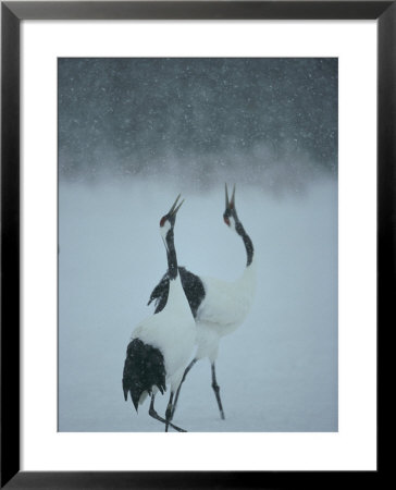 Pair Of Japanese Or Red-Crowned Cranes Doing A Unison Call by Tim Laman Pricing Limited Edition Print image