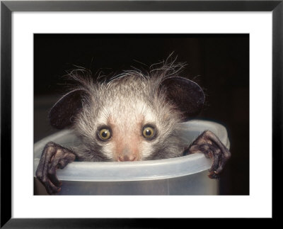 Aye-Aye In Tuppaware Container, Duke University Primate Center by David Haring Pricing Limited Edition Print image