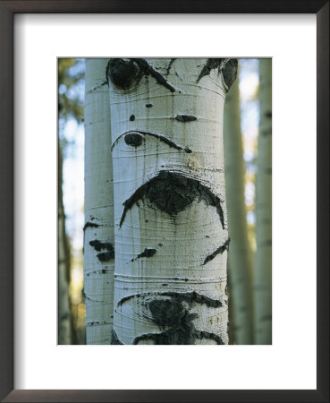 Detail Of A Tree Trunk With Face-Like Features by Bill Curtsinger Pricing Limited Edition Print image