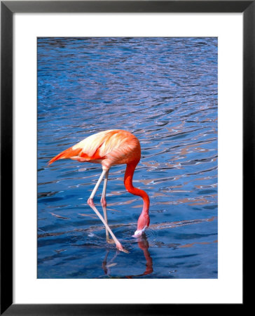 Flamingo Drinking by Lisa S. Engelbrecht Pricing Limited Edition Print image