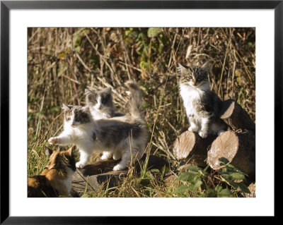 Kittens Playing In Sebastapol, California by Rich Reid Pricing Limited Edition Print image