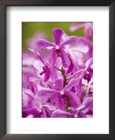 Cultivated Aranda Hybrid Orchids--Cross Of Arachnis And Vanda, Singapore by Tim Laman Pricing Limited Edition Print image