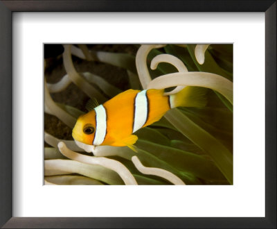Closeup Of A Clark's Anemonefish, Bali, Indonesia by Tim Laman Pricing Limited Edition Print image