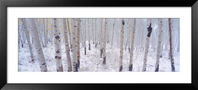 Fresh Snow On Autumn Aspens, Kebler Pass, Colorado, Usa by Terry Eggers Pricing Limited Edition Print image