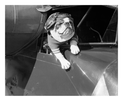 Dog Flying In Aircraft by Bettmann Pricing Limited Edition Print image
