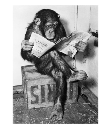 Chimpanzee Reading Newspaper by Bettmann Pricing Limited Edition Print image
