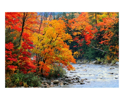 Stream In Autumn Woods by Jack Hollingsworth Pricing Limited Edition Print image
