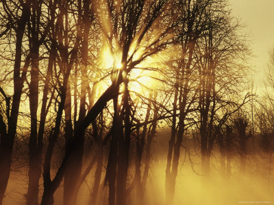 Morning Fog At Sunrise by Elfi Kluck Pricing Limited Edition Print image