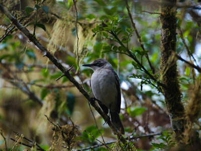 Nachtigall Auf Galapagos by Oliver Schwartz Pricing Limited Edition Print image