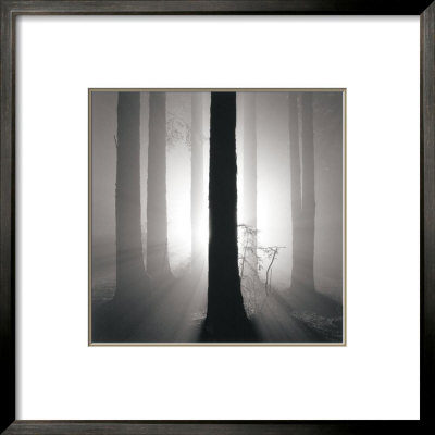 Redwoods, Study No. 4, Oakland Hills, California, 2002 by Rolfe Horn Pricing Limited Edition Print image