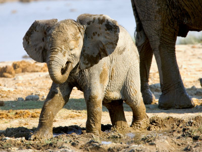 Baby African Elephant In Mud, Namibia by Joe Restuccia Iii Pricing Limited Edition Print image