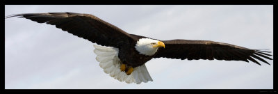 Bald Eagle In Flight, Alaska, 2007 by Frank Leung Pricing Limited Edition Print image