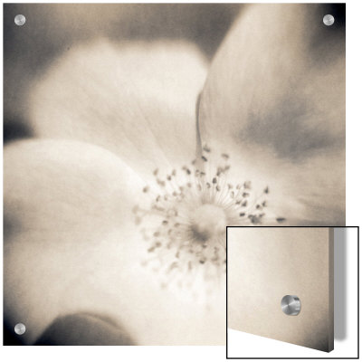 Wild Rose by Jennifer Shaw Pricing Limited Edition Print image