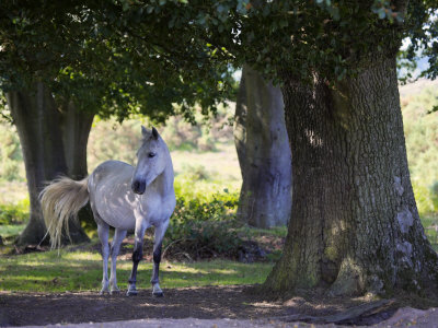 White New Forest Pony Taking Shelter From The Summer Sun In A Wood, Hampshire, England by Adam Burton Pricing Limited Edition Print image