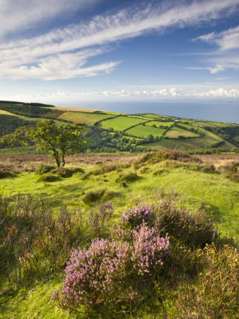 Exmoor Countryside And Coast In Summertime, Exmoor National Park, Somerset, England by Adam Burton Pricing Limited Edition Print image