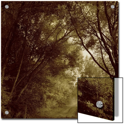 Foggy Trail Through Forest by Ewa Zauscinska Pricing Limited Edition Print image
