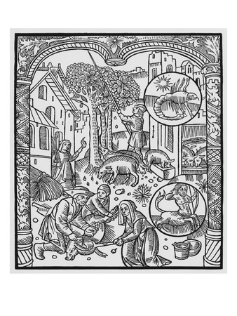 November, Killing The Pig And Harvesting Acorns, Scorpio, Illustration From 'Almanach Des Bergers' by Pierre Le Rouge Pricing Limited Edition Print image