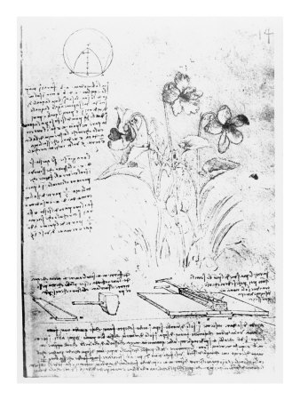 Botanical Study, Fol. 14R From The Codex Atlanticus, 1478-1518 by Leonardo Da Vinci Pricing Limited Edition Print image