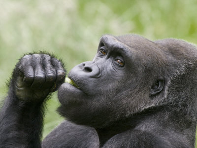 Close-Up Of A Gorilla by Images Monsoon Pricing Limited Edition Print image